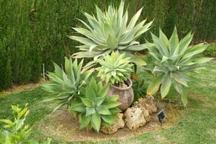 Estepona, bloemen en planten